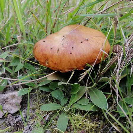 Agroturystyka Pod Dobrymi Skrzydlami Wiski 외부 사진