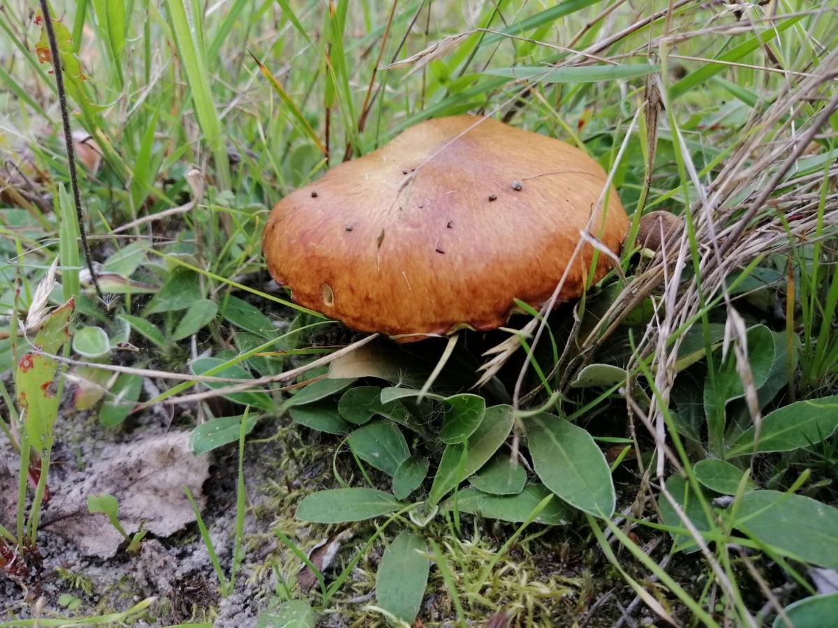 Agroturystyka Pod Dobrymi Skrzydlami Wiski 외부 사진